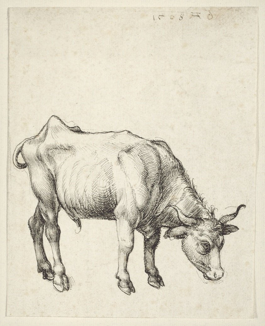 Young Bull by Albrecht Dürer, 23x16"( A2 size ) Poster Print