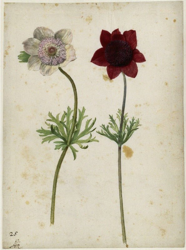 Zwei Anemonen, vintage artwork by Georg Flegel, A3 (16x12") Poster Print