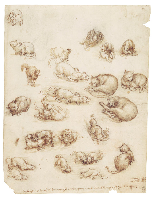 Cats, lions, and a dragon  c.1513-18 by Leonardo Da Vinci