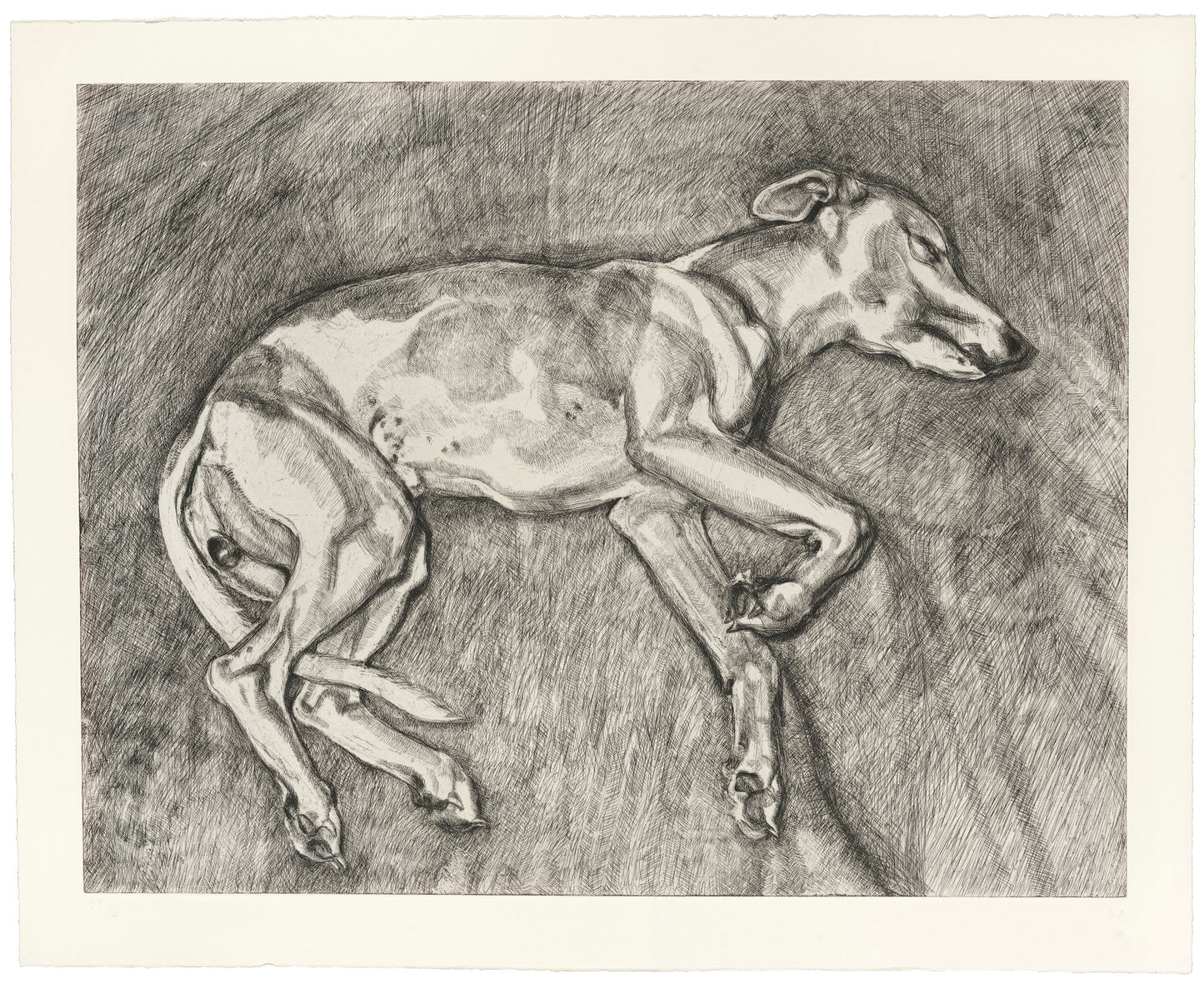 Portrait of dog Eli by Lucian Freud