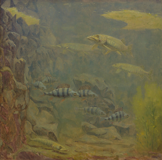 Pike and Perch in an Aquaruim – Gerrit Willem Dijsselhof (mentioned on object) Vintage Animal Study Art Print | Wall Art Poster