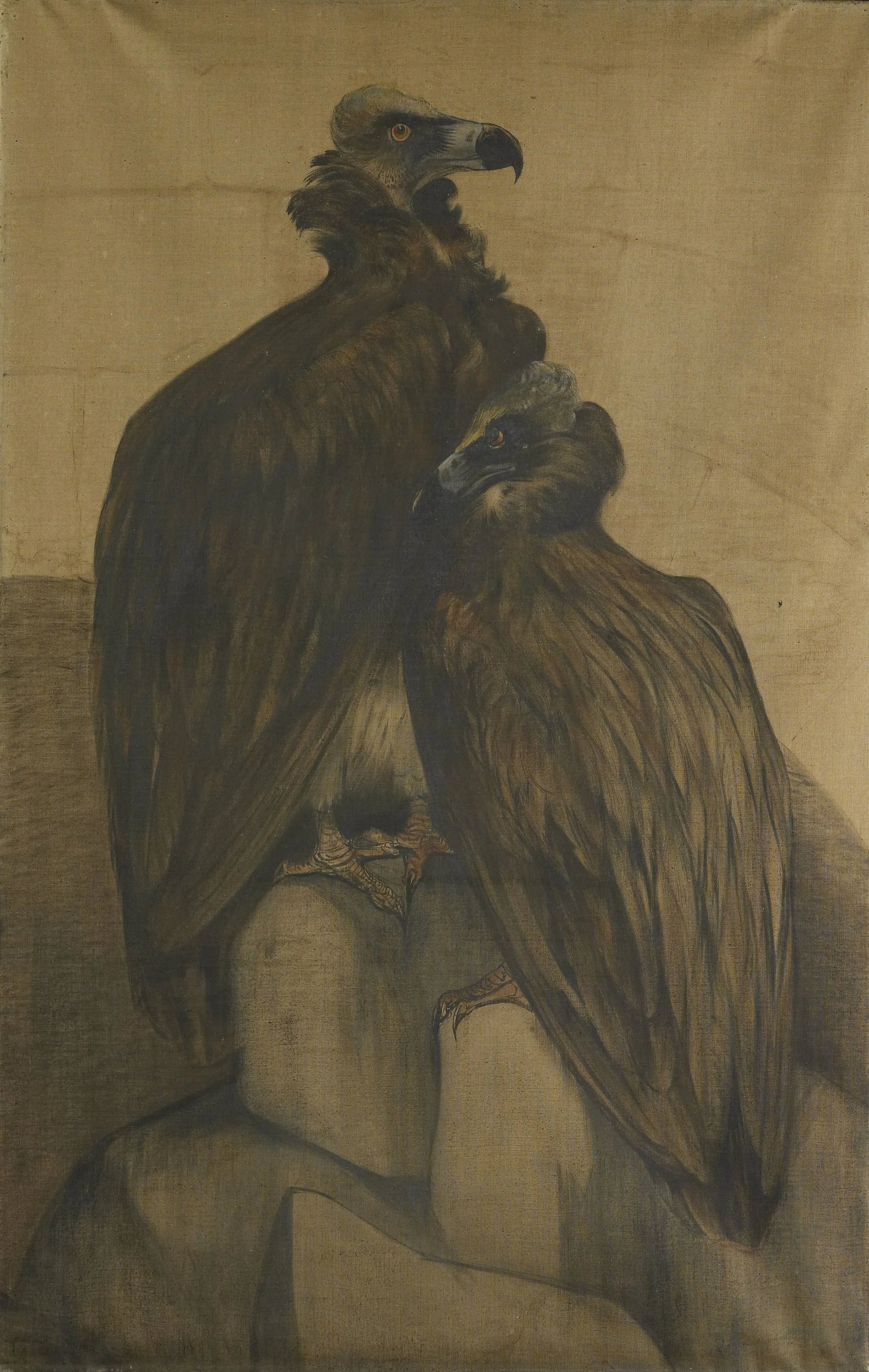 Two Arabian Vultures – Theo van Hoytema Vintage Animal Study Art Print | Wall Art Poster