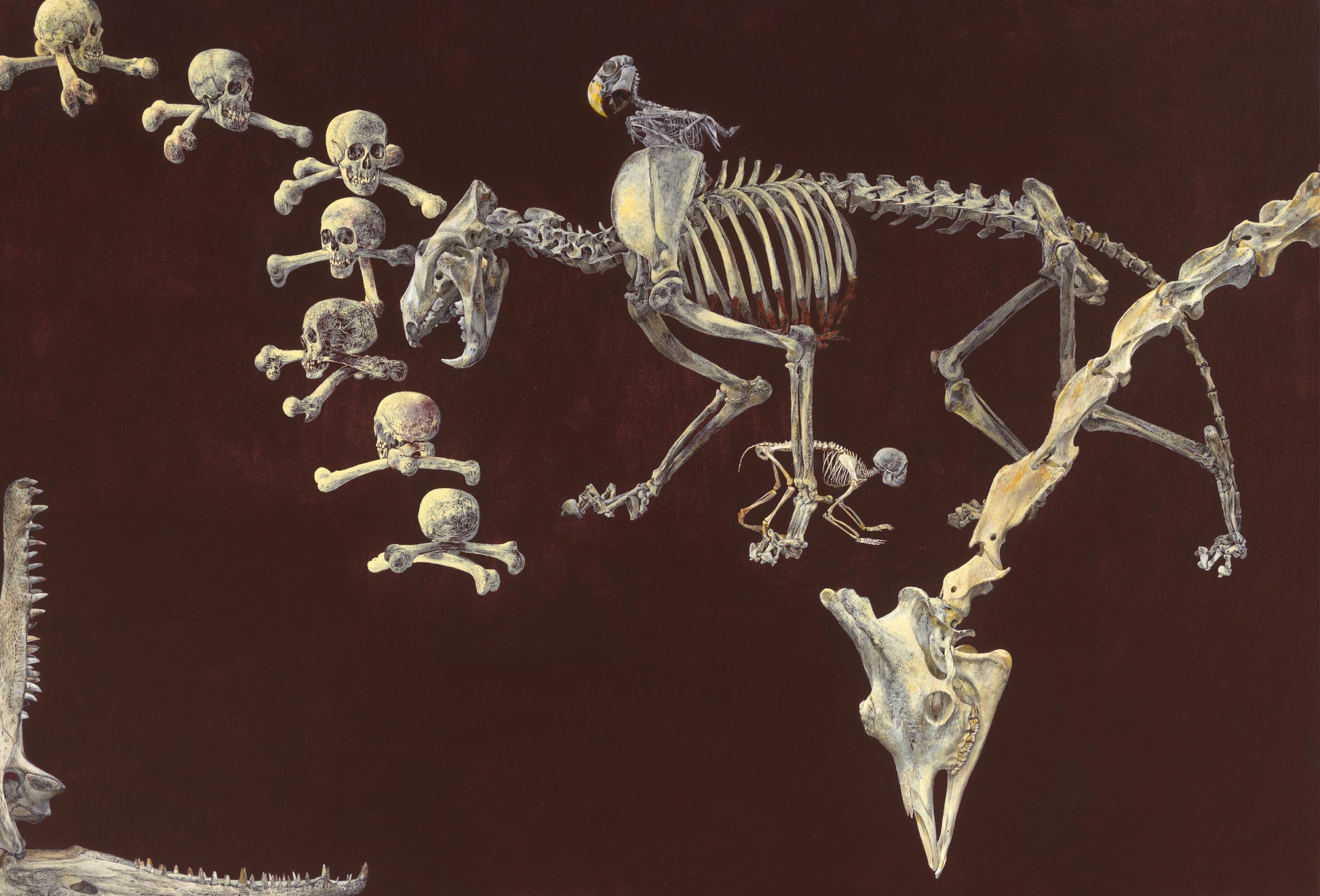 Dead Zoo – Erik Andriesse Vintage Animal Study Art Print | Wall Art Poster