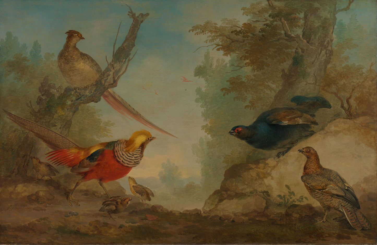 Pheasants – Aert Schouman Vintage Bird Study Art Print | Wall Art Poster