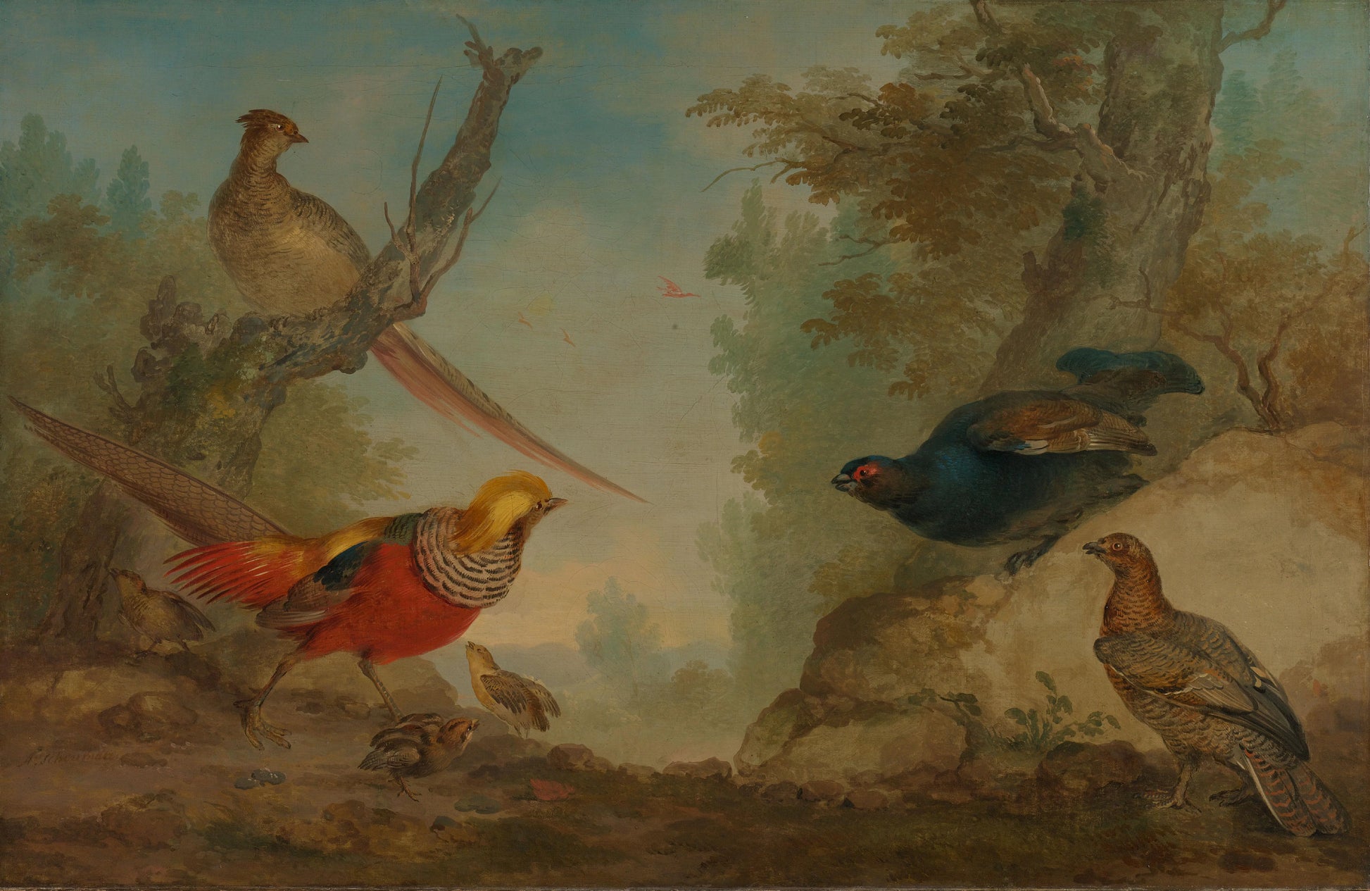 Pheasants – Aert Schouman Vintage Bird Study Art Print | Wall Art Poster