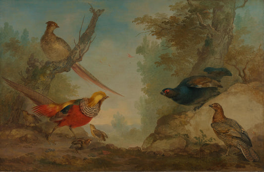 Pheasants – Aert Schouman Vintage Bird Study Art Print | Wall Art Poster
