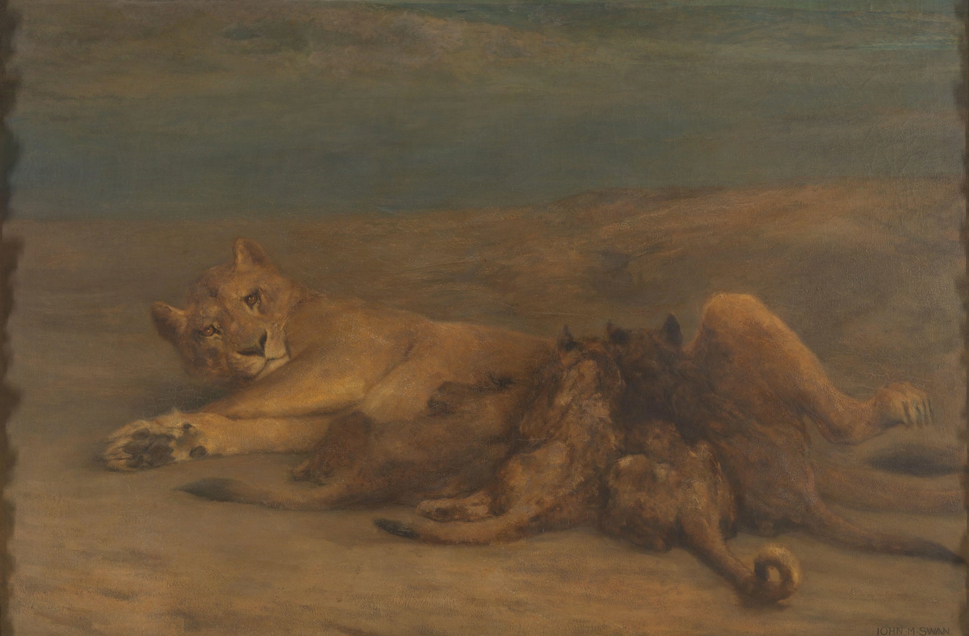 Een leeuwin met vier zogende welpen, genaamd 'Moederliefde' – John Macallan Swan Vintage Animal Study Art Print | Wall Art Poster