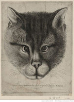 Portrait of a Cat of the Grand Duke of Moscow, vintage artwork by Václav Hollar, 12x8" (A4) Poster