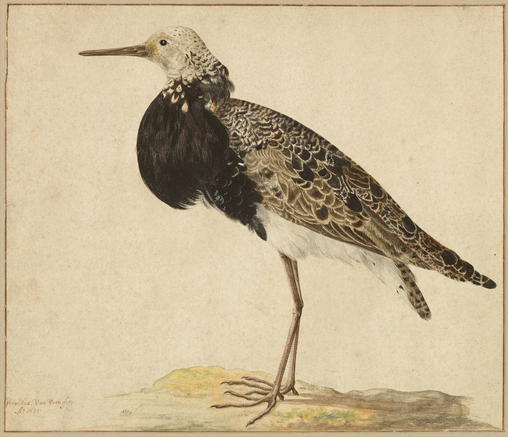 Gerardus van Veen:Standing Ruff, Poster Print Wall Art