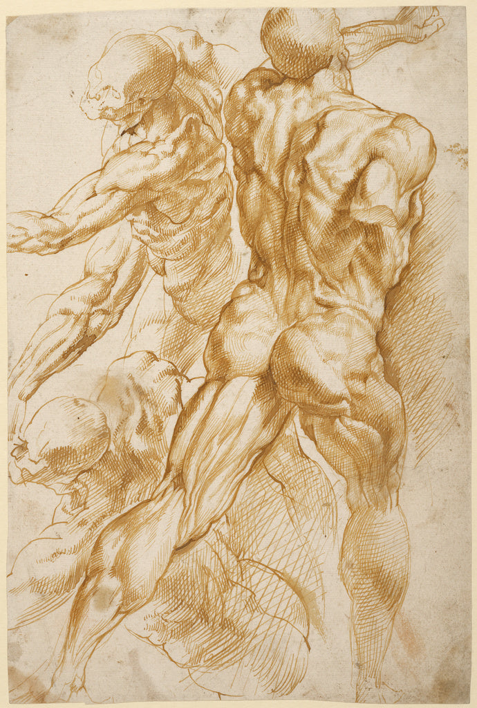 Peter Paul Rubens:Anatomical Studies, Poster Print Wall Art