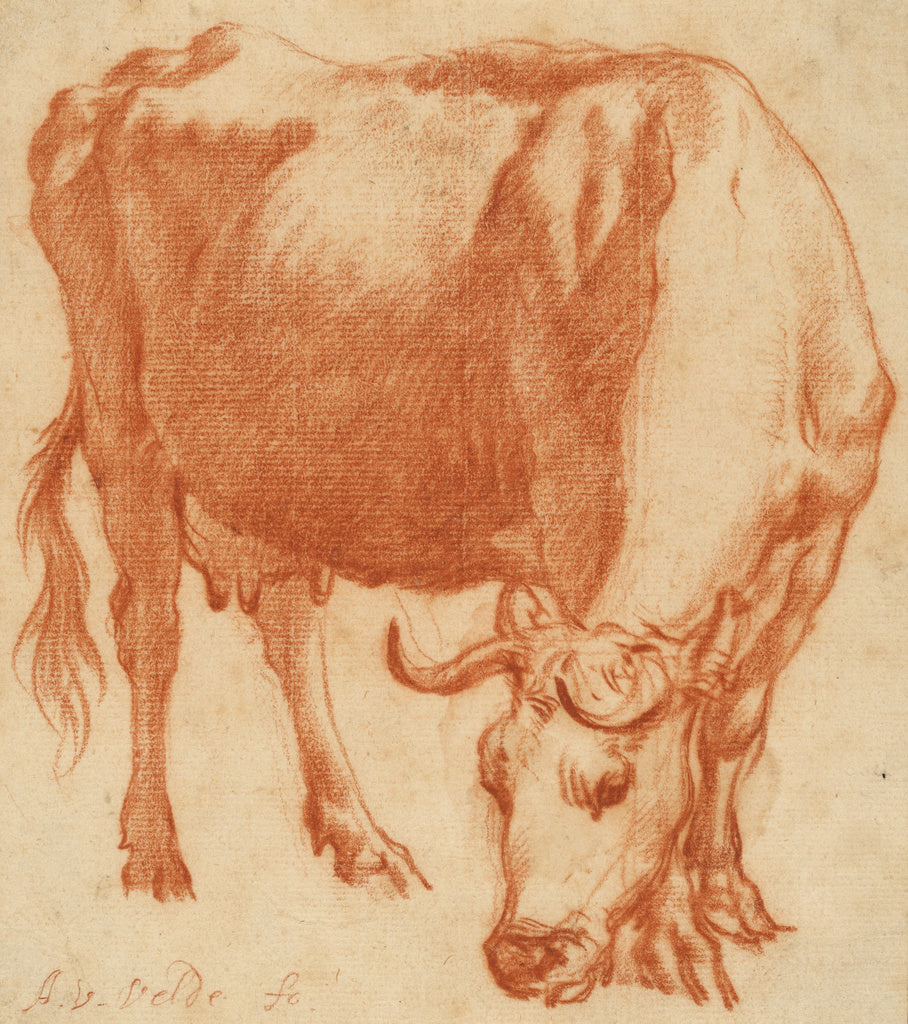 Adriaen van de Velde:A Cow Grazing,16x12"(A3)Poster