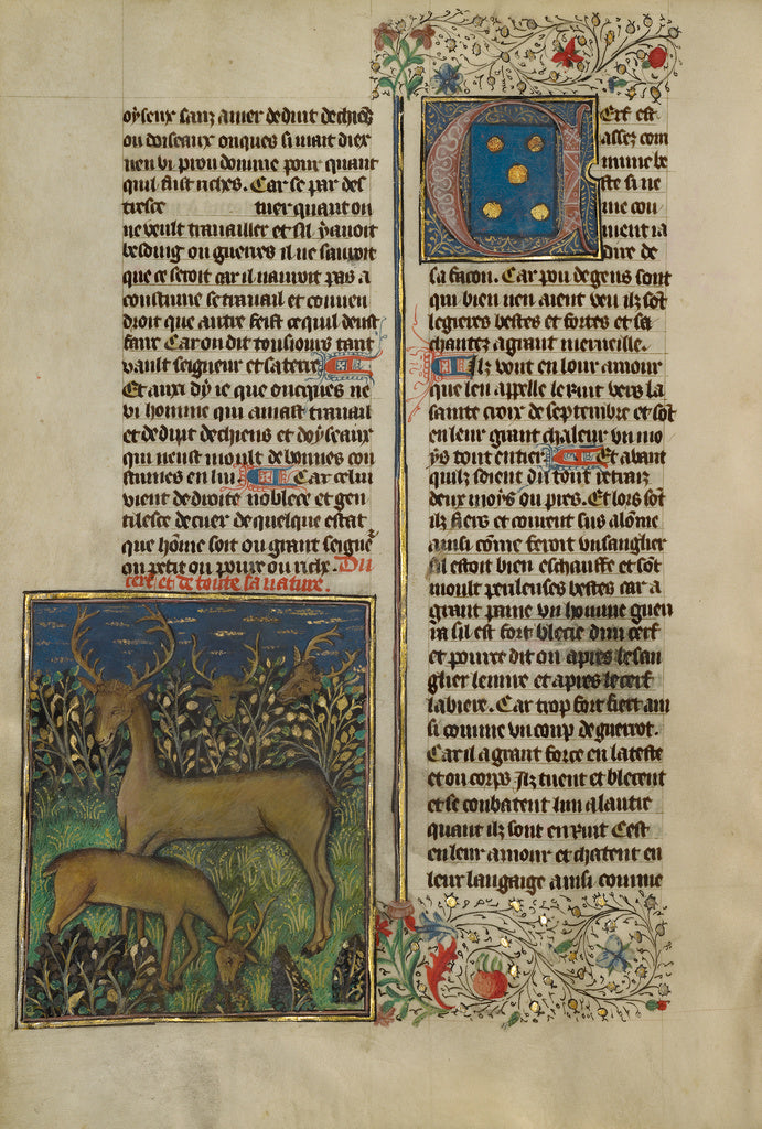 Unknown:Deer, Poster Print Wall Art
