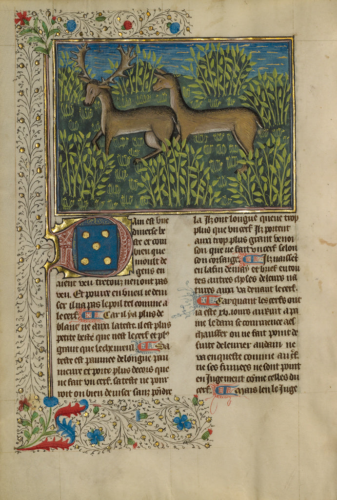 Unknown:Fallow Deer, Poster Print Wall Art