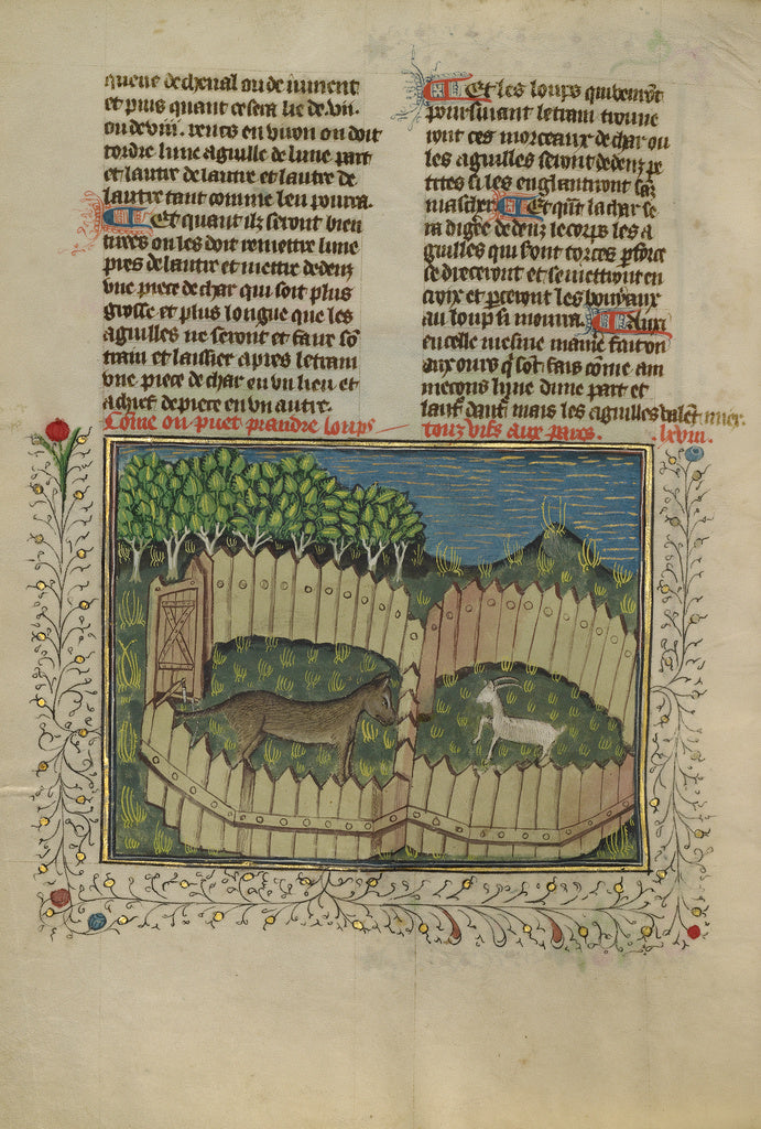 Unknown:A Wolf Caught in a Fenced Trap Baited with a Lamb, Poster Print Wall Art