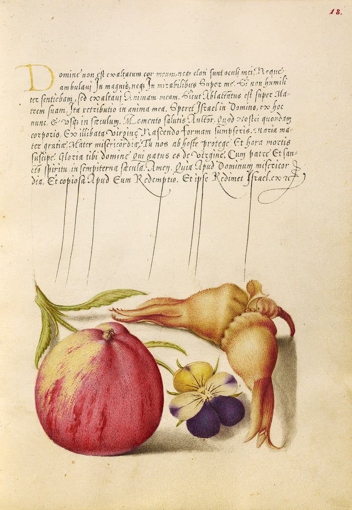 Joris Hoefnagel:Apple, Wild Pansy, and Giant Filbert,16x12