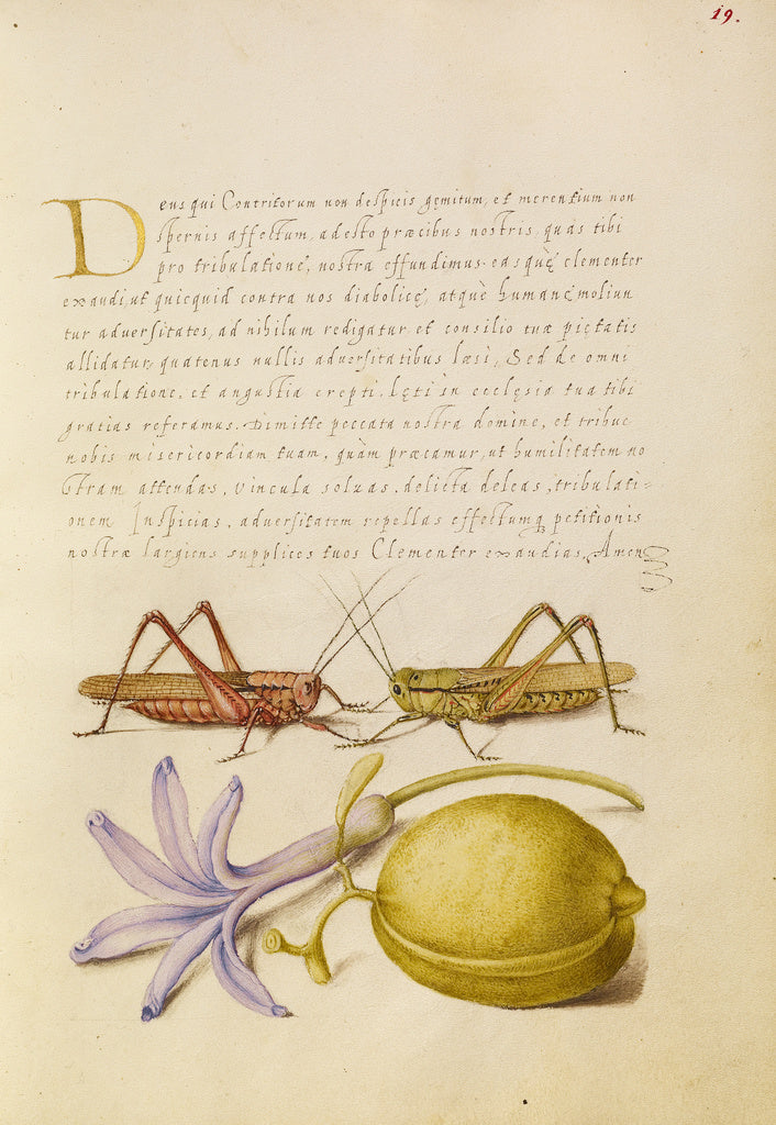 Joris Hoefnagel:Wart-Biter, Grasshopper, Hyacinth, and Almon, Poster Print Wall Art