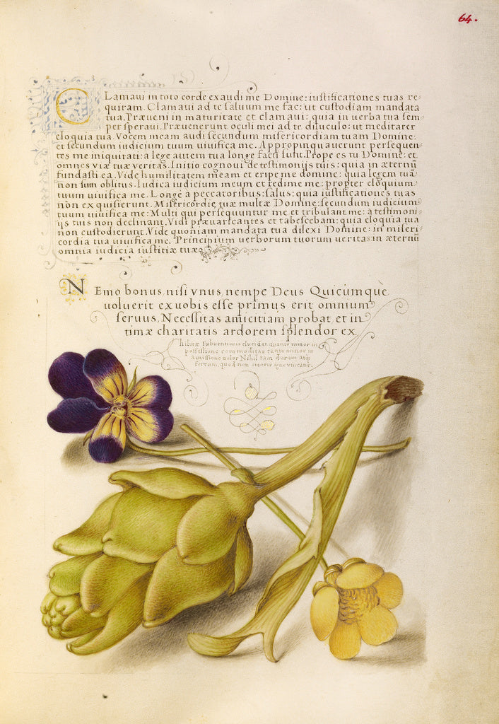 Joris Hoefnagel:Wild Pansy and Artichoke, Poster Print Wall Art