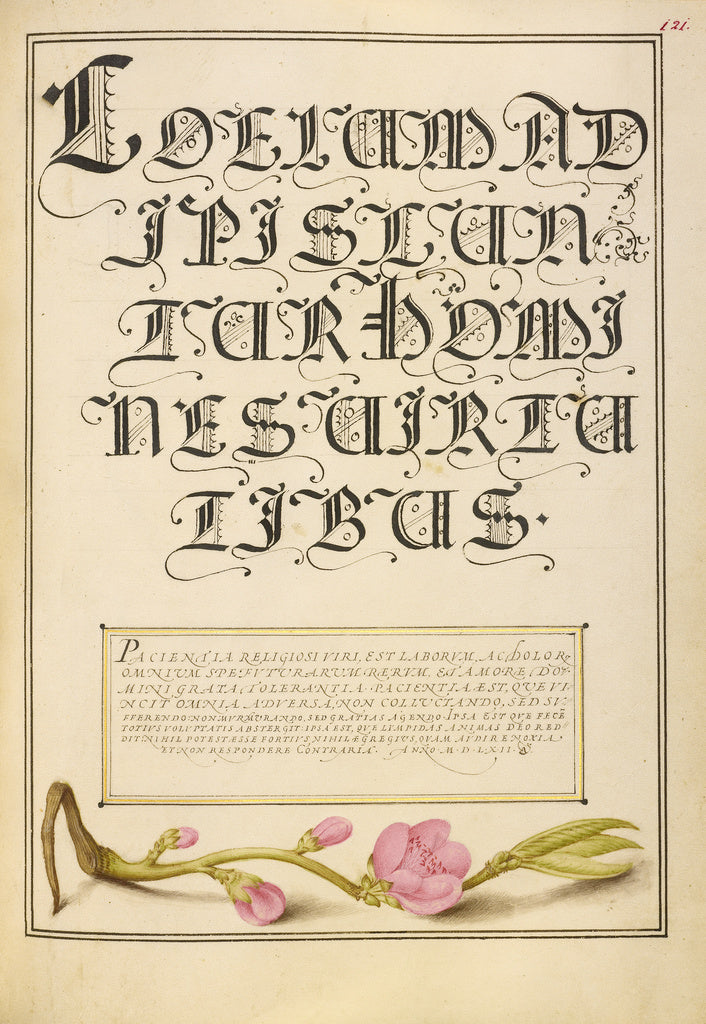 Joris Hoefnagel:Almond in Flower, Poster Print Wall Art