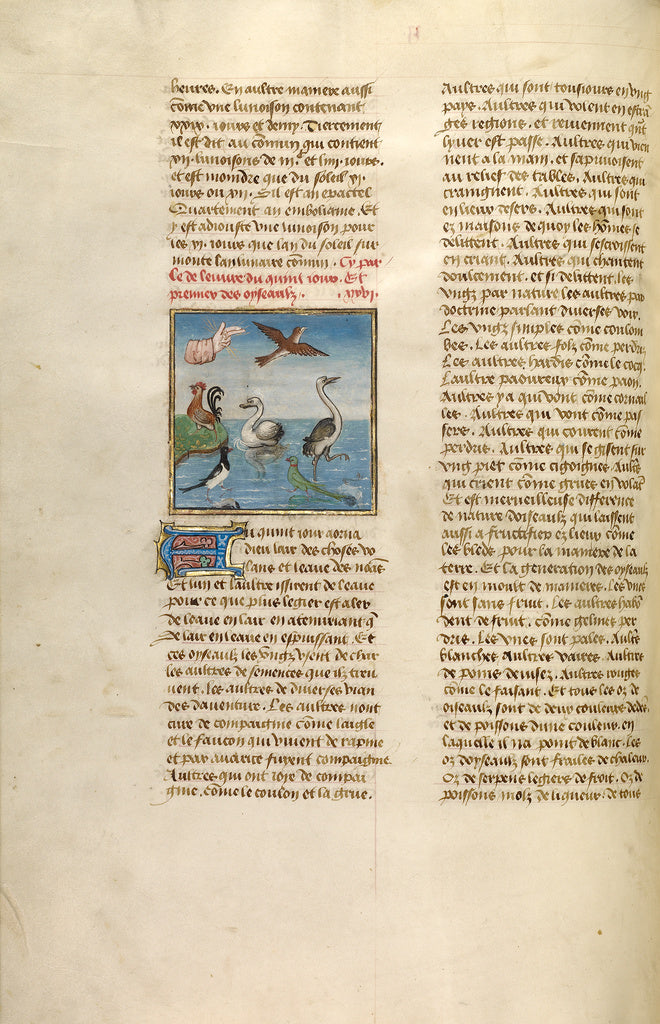 Unknown:The Creation of Birds, Poster Print Wall Art