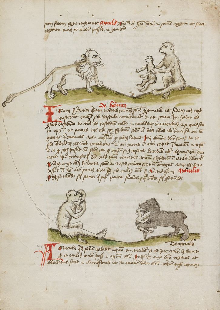 Unknown Artist:A Lion with a Monkey and his Young; A Monkey; A Bear, Poster Print Wall Art