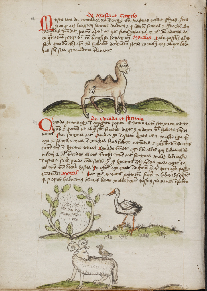 Unknown:A Camel with a Fly on its Back; Insects in a Vineyar, Poster Print Wall Art