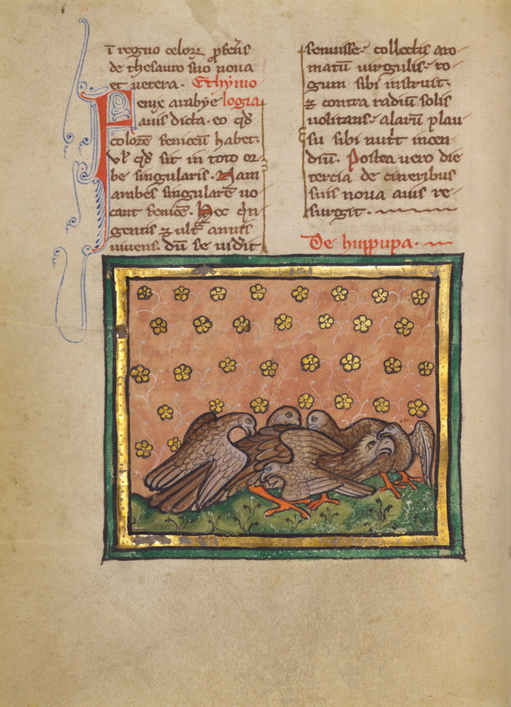 Unknown:Five Birds (Hoopoe) Plucking the Feathers of Another, Poster Print Wall Art