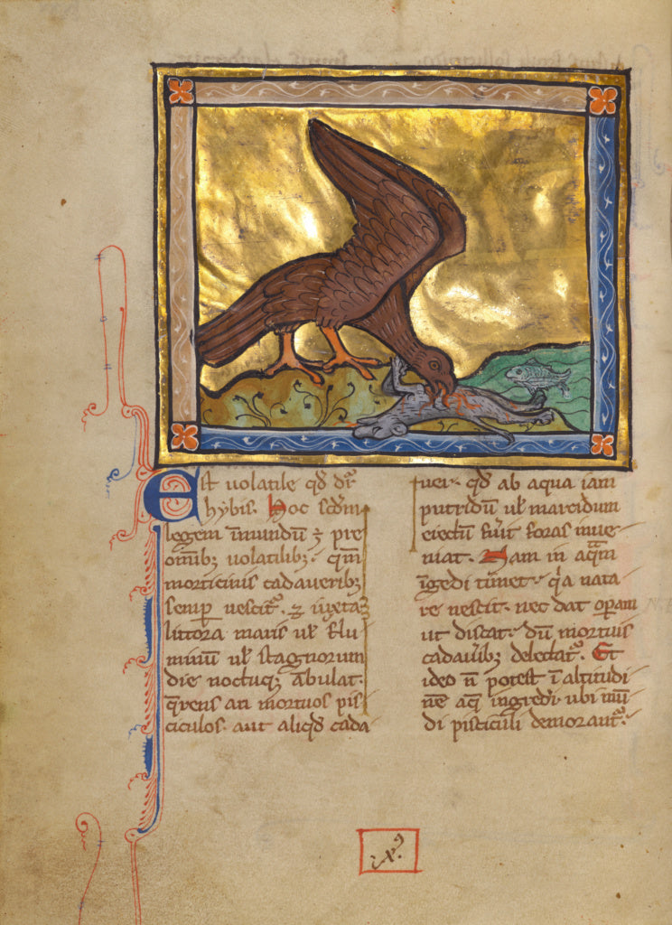 Unknown:An Ibis Eating a Dead Lamb, Poster Print Wall Art