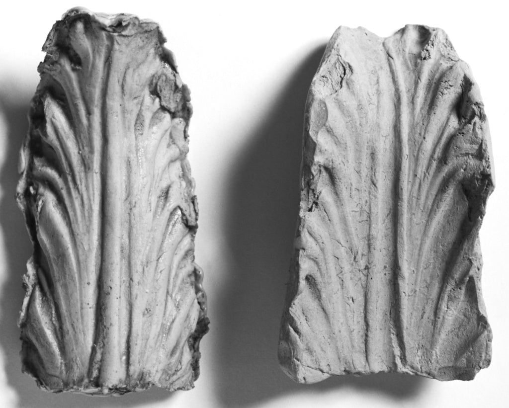 Unknown:Mold of a Leaf, Poster Print Wall Art