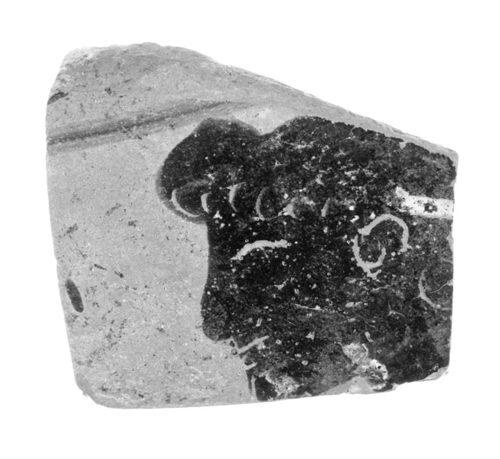 Unknown Artist:Etruscan Black-Figure Amphora Fragment,16x12