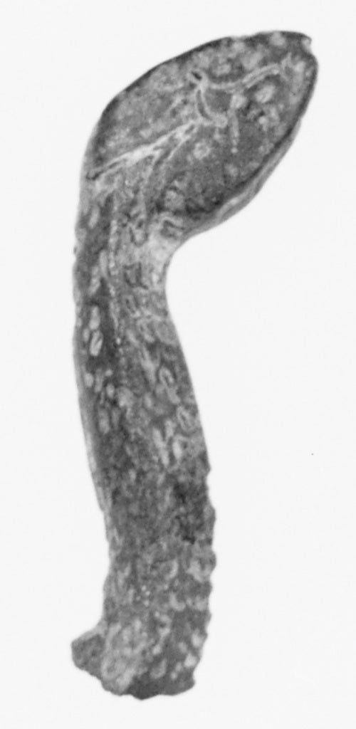 Unknown:Snake Head, Poster Print Wall Art