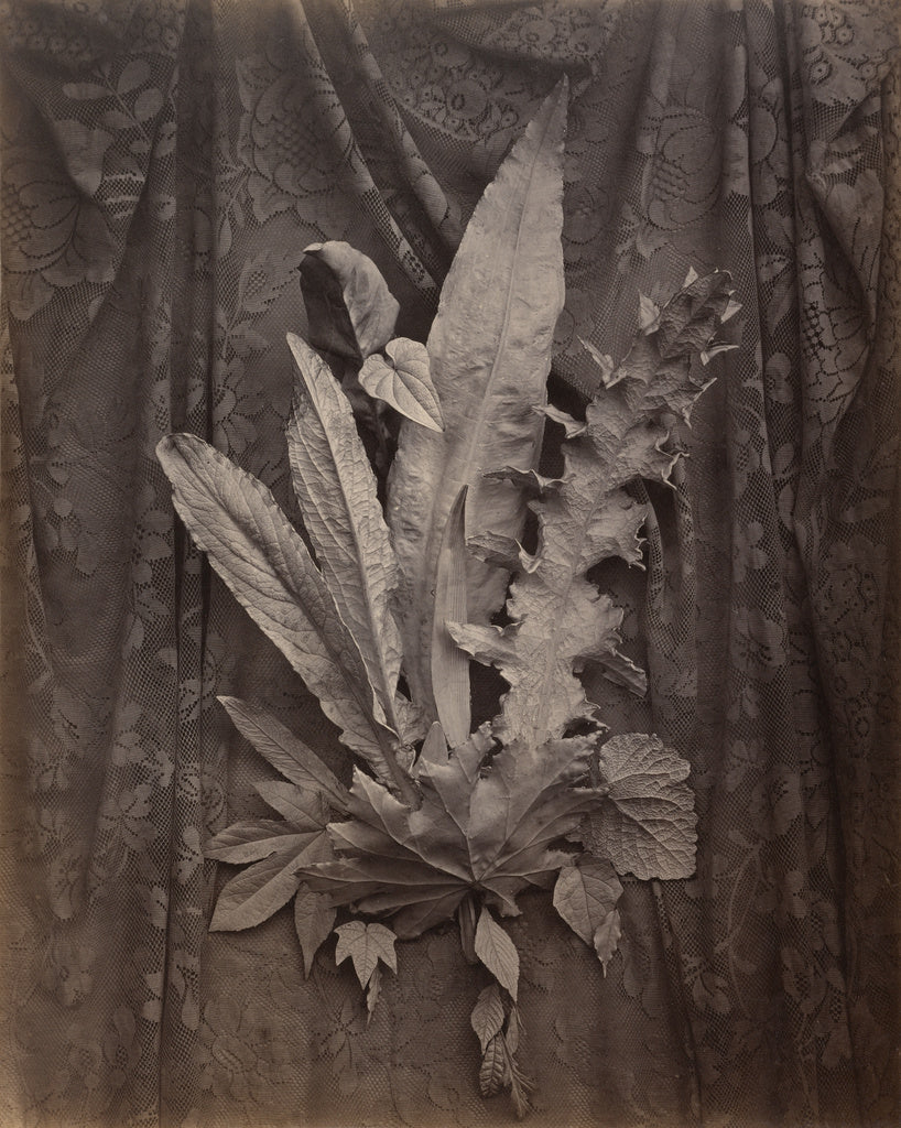 Charles Aubry:[An Arrangement of Tobacco Leaves and Grass], Poster Print Wall Art