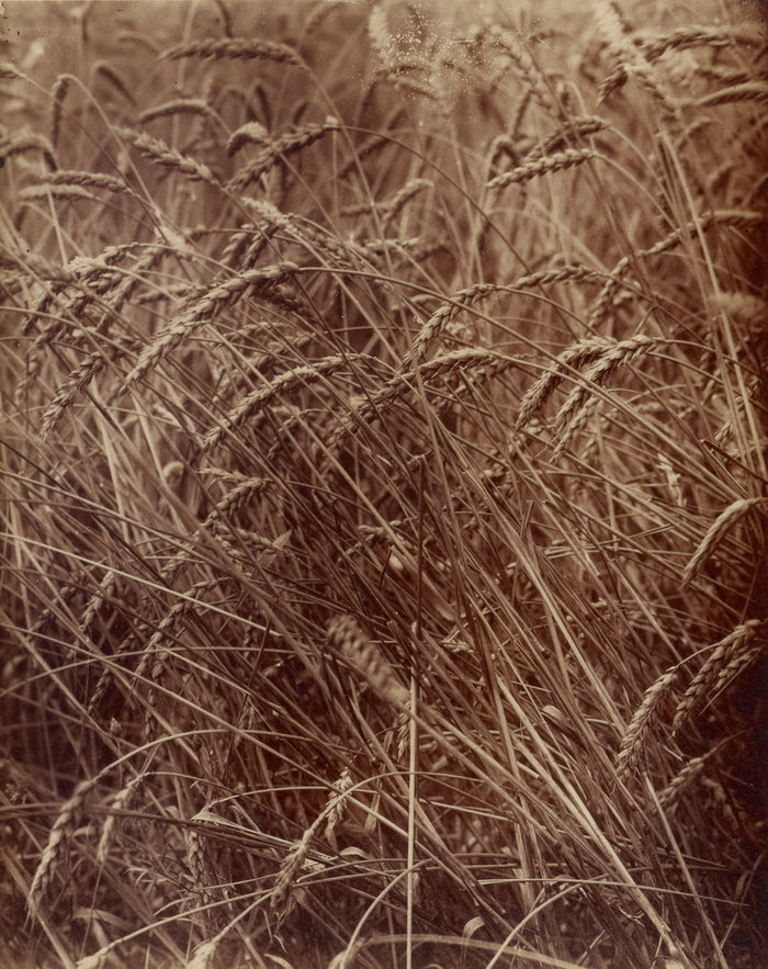 Eugène Atget:[Wheat],16x12