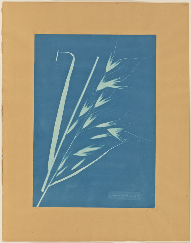 Anna Atkins:Uvena Novae Villiae,16x12"(A3)Poster