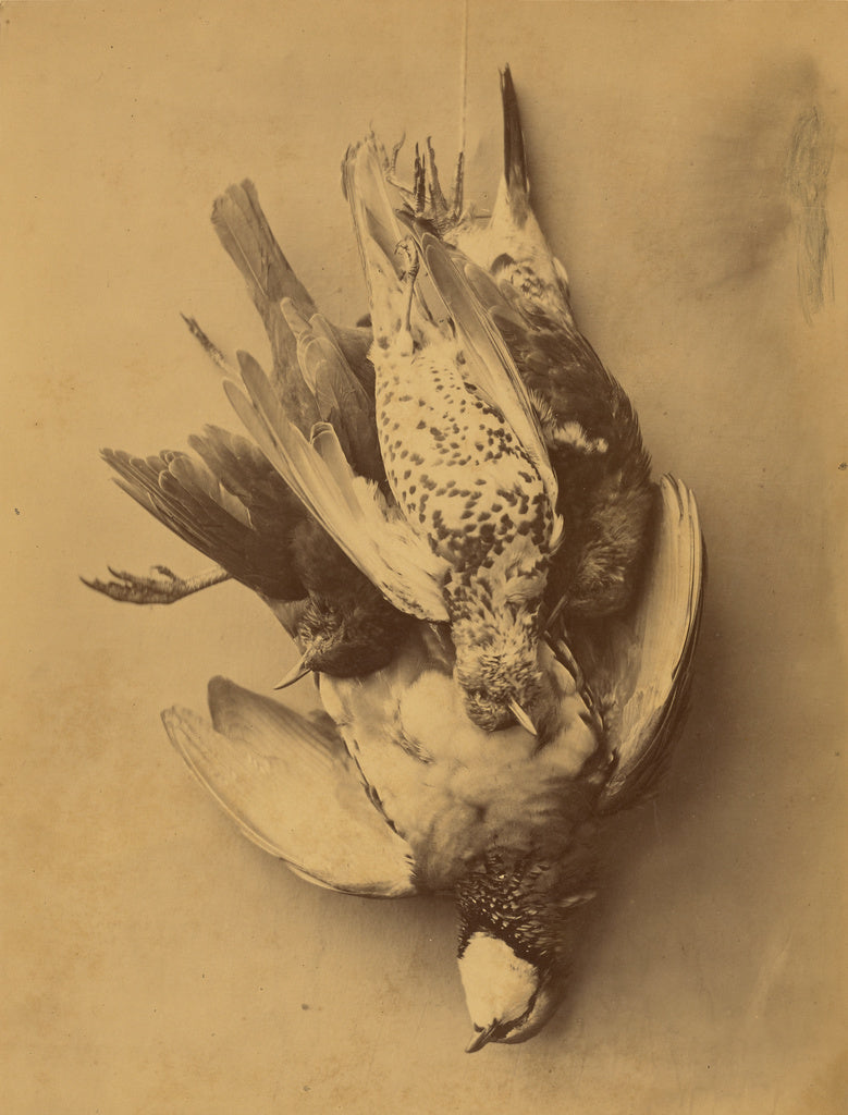 Eugene Maurice:[Still life of Birds], Poster Print Wall Art