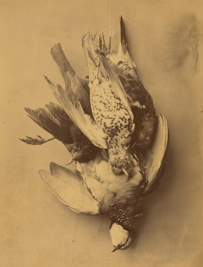 Eugene Maurice:[Still life of Birds],16x12