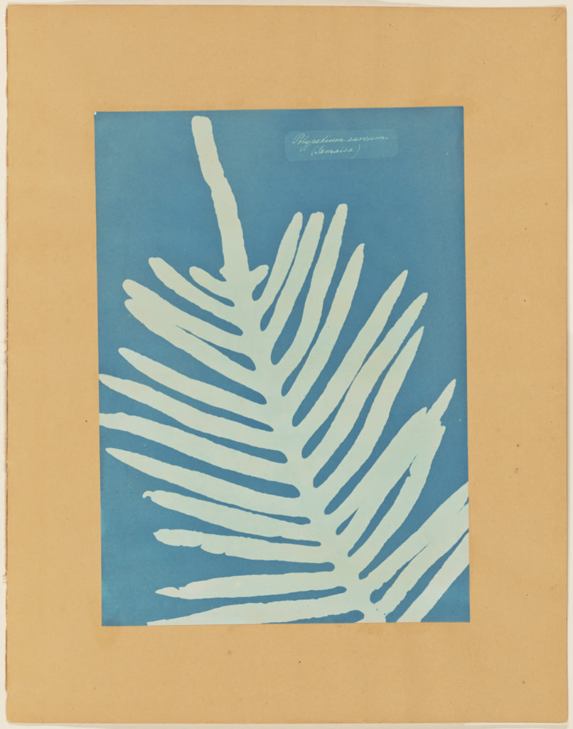 Anna Atkins:Polypodium Aureum (Jamaica),16x12"(A3)Poster