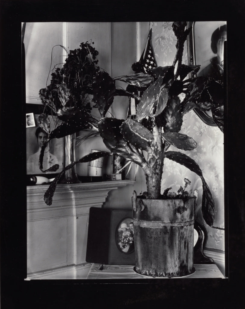 Walker Evans:[The Cactus Plant]/[Interior Detail of a Portug, Poster Print Wall Art