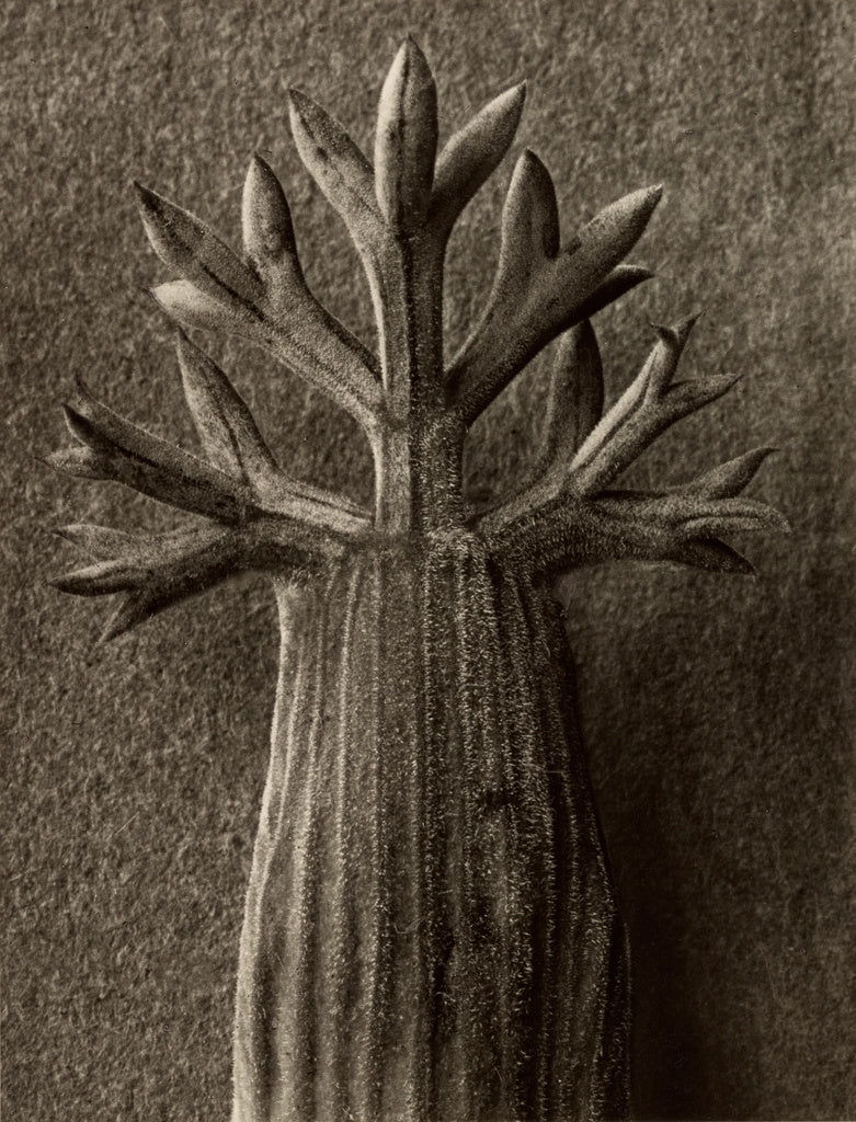 Karl Blossfeldt:Seseli gummiferum, Poster Print Wall Art