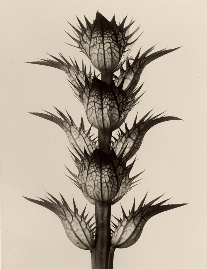Karl Blossfeldt:Acanthus mollis,16x12