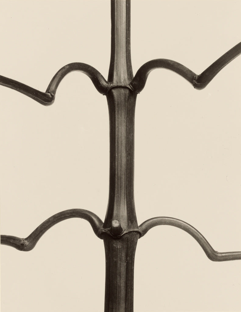 Karl Blossfeldt:Impatiens glandulifera, Poster Print Wall Art
