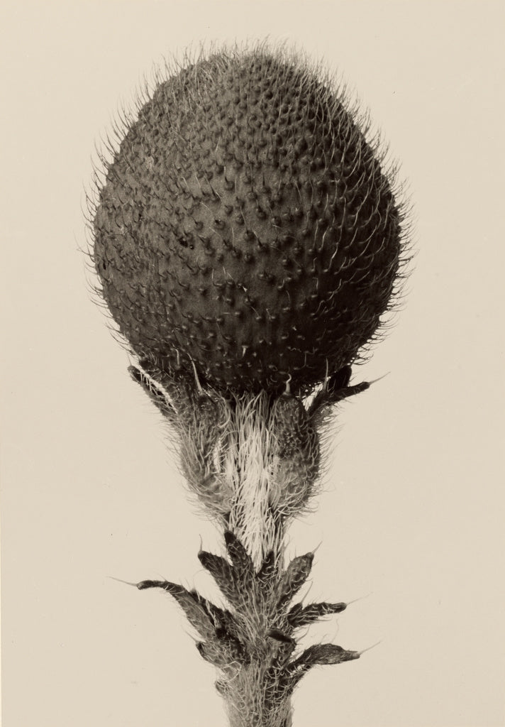 Karl Blossfeldt:[Thorned bulbous plant], Poster Print Wall Art
