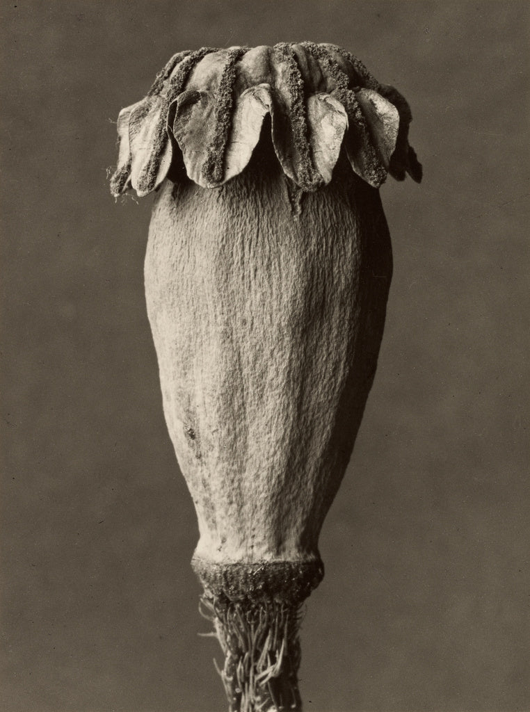 Karl Blossfeldt:Papaver orientalis, Poster Print Wall Art
