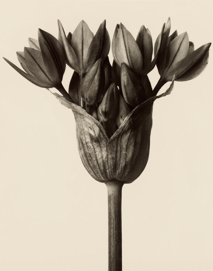 Karl Blossfeldt:Allium ostrowskianum, Knoblauchpflanze,16x12