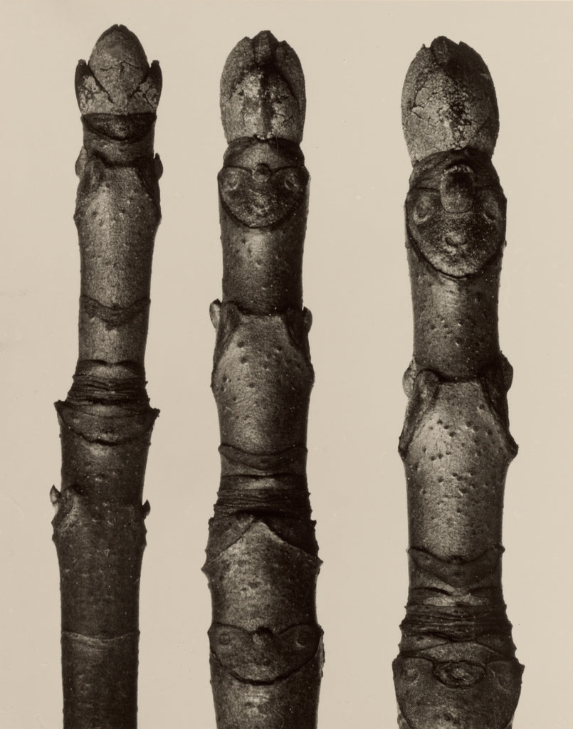 Karl Blossfeldt:Aesculus parviflora, Poster Print Wall Art