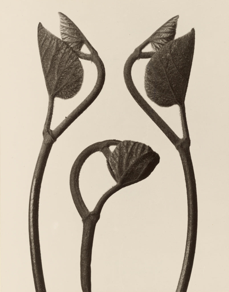 Karl Blossfeldt:[Aristolochia stems and leaves], Poster Print Wall Art