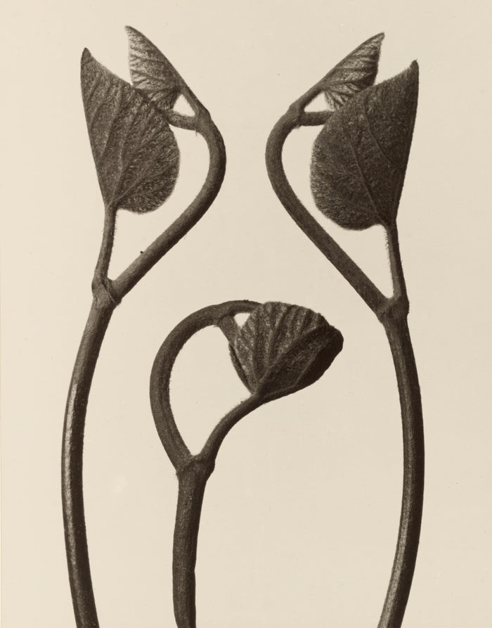 Karl Blossfeldt:[Aristolochia stems and leaves],16x12
