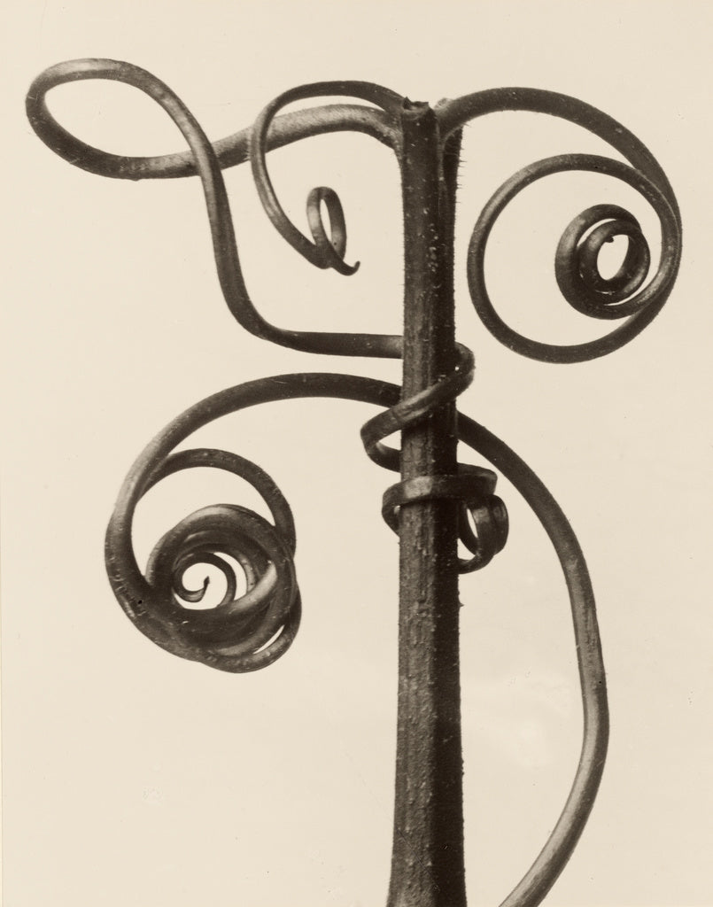 Karl Blossfeldt:Cucurbita, Poster Print Wall Art