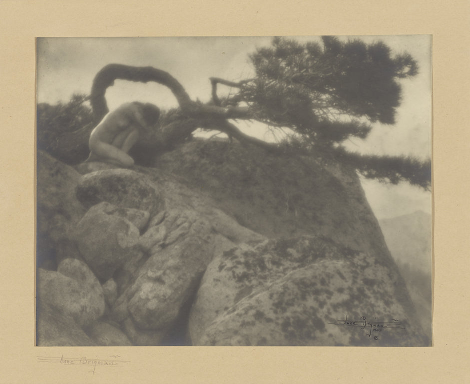 Anne W. Brigman:[The Lone Pine],16x12"(A3)Poster