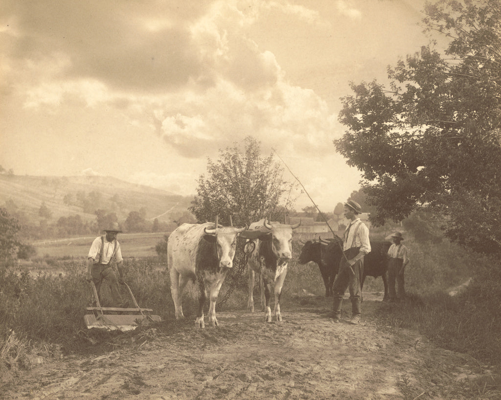 Robert S. Redfield:[Men with Cattle], Poster Print Wall Art