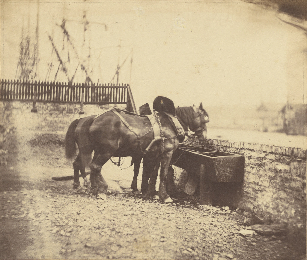 John Bevan Hazard:[Horses at a trough], Poster Print Wall Art